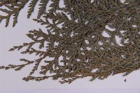 紅檜藏品圖，第4張