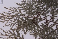 紅檜藏品圖，第5張