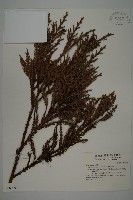 柳杉藏品圖，第1張