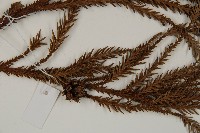 柳杉藏品圖，第3張