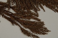 柳杉藏品圖，第4張