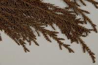 柳杉藏品圖，第5張