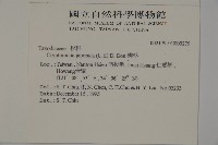 柳杉藏品圖，第2張