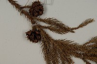 柳杉藏品圖，第3張