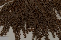 柳杉藏品圖，第5張