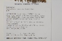 杉木藏品圖，第2張