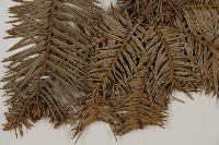 杉木藏品圖，第3張