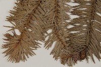 杉木藏品圖，第4張