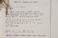 臺灣五葉松藏品圖，第2張