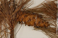 臺灣五葉松藏品圖，第3張