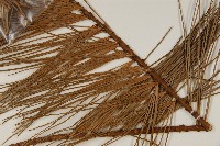 臺灣五葉松藏品圖，第4張