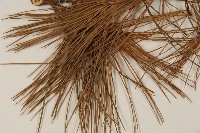 臺灣五葉松藏品圖，第5張