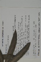 桃實百日青藏品圖，第2張