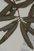 桃實百日青藏品圖，第3張