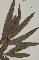 桃實百日青藏品圖，第4張