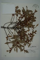 竹柏藏品圖，第1張