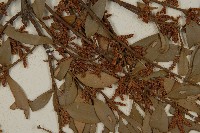 竹柏藏品圖，第3張