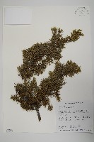 刺柏藏品圖，第1張