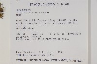 刺柏藏品圖，第2張