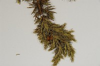 刺柏藏品圖，第4張