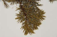 刺柏藏品圖，第5張