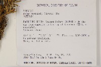 臺灣冷杉藏品圖，第2張