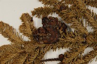 臺灣冷杉藏品圖，第3張