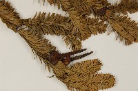 臺灣冷杉藏品圖，第4張