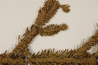 臺灣冷杉藏品圖，第5張