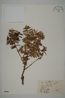 紅豆杉藏品圖，第1張