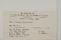 紅豆杉藏品圖，第2張