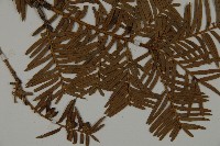 紅豆杉藏品圖，第3張