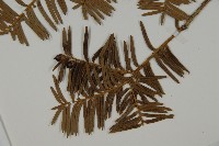 紅豆杉藏品圖，第4張