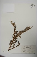 中國粗榧藏品圖，第1張