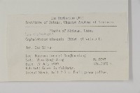 中國粗榧藏品圖，第2張