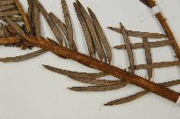 中國粗榧藏品圖，第3張