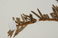 中國粗榧藏品圖，第4張