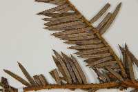 中國粗榧藏品圖，第5張