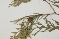 柏木、柏樹藏品圖，第3張