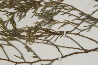 柏木、柏樹藏品圖，第4張