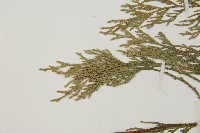 柏木、柏樹藏品圖，第5張