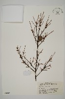 雲南鐵杉藏品圖，第1張