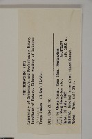 雲南鐵杉藏品圖，第2張