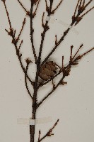 雲南鐵杉藏品圖，第3張