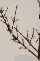 雲南鐵杉藏品圖，第4張