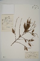 登錄號:G000290藏品圖，第1張