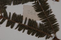 登錄號:G000292藏品圖，第3張