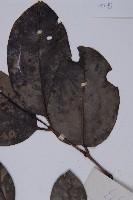 買麻藤藏品圖，第3張