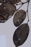 買麻藤藏品圖，第5張