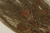 臺灣二葉松藏品圖，第3張